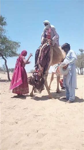 العروس تتشبث بذيل الجمل 😲🐪 مشهد زفاف صحراوي غريب مع الطبول والرقص