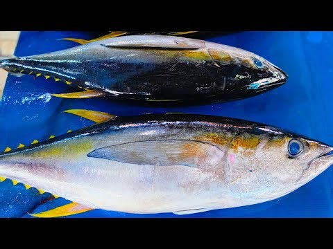 Proses Memotong Ikan Tuna dengan Teknik yang Tepat – Live Streaming!