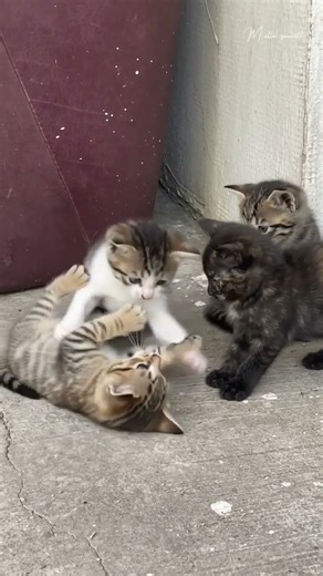4 قطط صغيرة تلعب... صباح يريح النفس 🐱🌿☀️