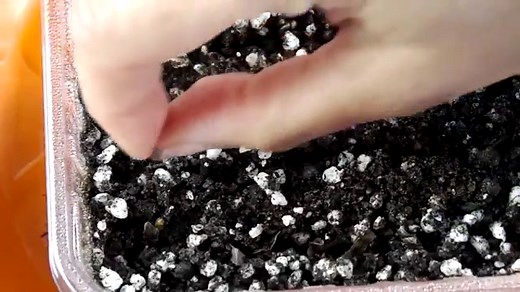 Aloe Vera Plant Care: How To Grow Aloe Plants Indoors and Out