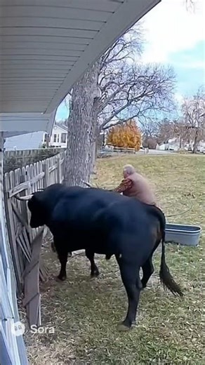 CCTV: Angry Bull Attacks Farmer Fixing Fence | Brave Owner Fights Back With Stick