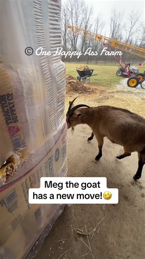 Meg the Goat's Hilarious Hay Destruction