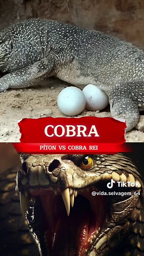 cobra rei vs python king snake vs python snake fight #kingcobra🐍 #kingcobra #tiktokunfreezemyaccount#fouryou #tiktok #fyp