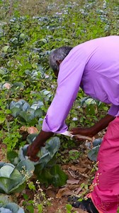 Fresh Cabbage | Village Food Factory