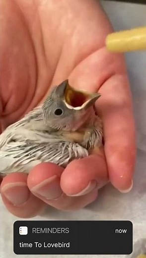 Lovebird Care
