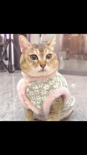 tole tole #cat #toletolecat | tole tole