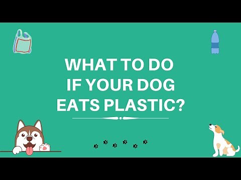 What To Do If Your Dog Eats Plastic? - 3 Tips To Help Them Out | Why Do Dogs Eat Plastic?