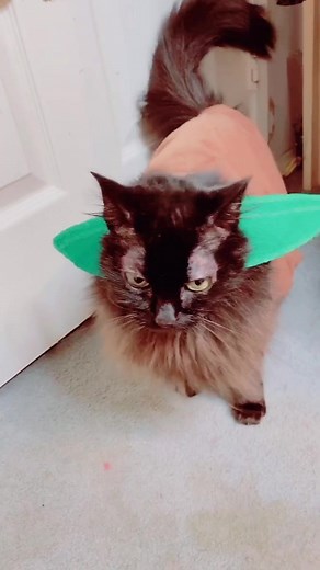 I’m obsessed with baby Yoda are you? #starwars #babyyoda #cat #petsoftiktok #diy #petcostume #yoda