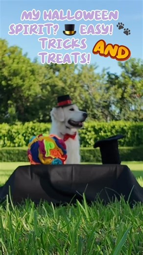 🎩✨ I can pull a rabbit out of a hat or even disappear… but my favorite trick? Making my kibble appear! 🐶🪄 #SpookyPaws #TLCPetFood #TLCSpookyPaws #MagicianJoy #DogMagic #HalloweenPup #PupDiet #JoyInPaws #OnAMissionToBringJoy | Joy In Paws