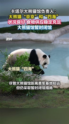 中国の新華社が3月17日に報じたところによると、中東のカタールにいるジャイアントパンダ「京京」と「四海」はカタールで良好な状態にあり、食料供給も安定して十分です。米軍基地からは遠いですが、一時的に