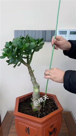 Jade tree pruned into a tall lollipop shape! "Flower Growing Tips" "Love Life, Love Growing Flowers"