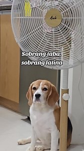 9.6K views · 408 reactions | No to dog shaming  #beagle #beaglelover #pets #dogs #cutedogs #doglover #funnyreels #viralreels #fbreels #fbreelsvideo | Yui the Beagle | Facebook
