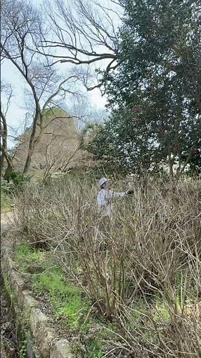 【スッキリに‼️】花後に剪定漏れした紫陽花の枯花🤗花芽を傷つけないように、慎重に作業😍 #紫陽花剪定 #伏見北堀公園