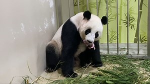 Singapore’s first giant panda cub has been born to Jia Jia and Kai Kai