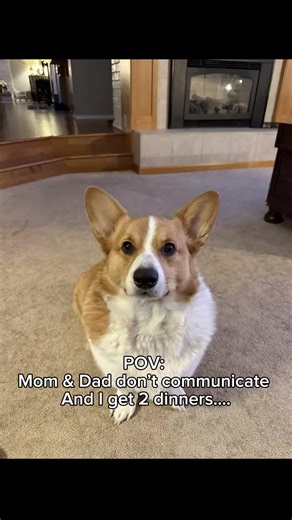 2 dinners is always a good night… #2026#corgi #funnydogvideos | funny dog clips