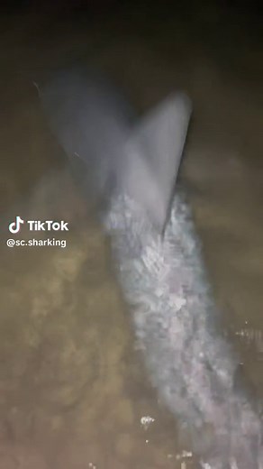 Playing with sharks at night, nice little sandbar shark! #shark #sharkfishing #landbasedsharkfishing #sharks