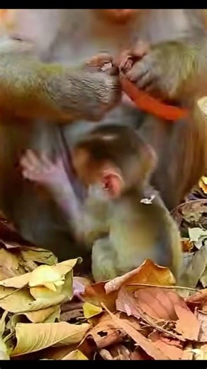 Monkey species: The baby monkey pretended to fall, feigning anger and fear when its mother left.