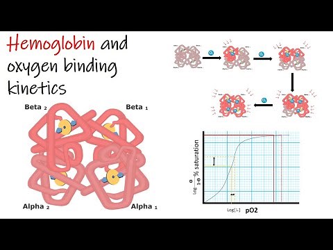 Hemoglobin and oxygen binding kinetics