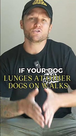 If Your Dog Lunges at Other Dogs, Start Here