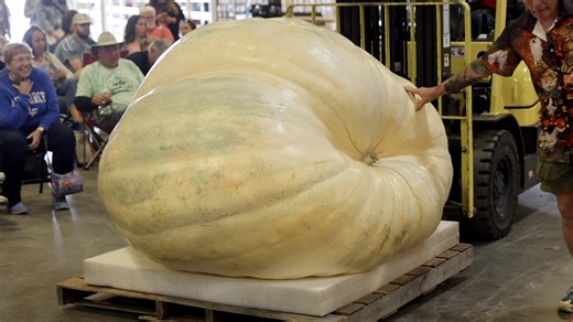 16K views · 129 reactions | A great pumpkin indeed! Hear from the man whose massive pumpkin set a new record at the N.C. State Fair. Get all the details with our story at: https://www.newsobserver.com/news/state/north-carolina/article312487171.html | The News & Observer | Facebook