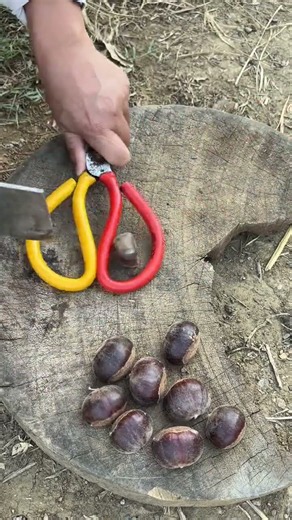 Tips for opening chestnuts without hurting your hands #chestnuts #chestnutpeelingtricks