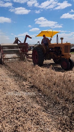 Minneapolis Moline UB pulling a cockshutt combine harvesting soybeans #tractor #farming #agriculture