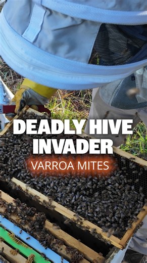 130K views · 1.5K reactions |  Protect your bees with regular Varroa checks! Varroa mites are a serious threat to hive health — early detection saves colonies. Stay prepared, stay protected. Learn more  https://buzzbee.com.au/ #BuzzbeeBeekeeping #BeeKeepingAustralia #VarroaMite #BeeHealth #HiveProtection #BuzzbeeGear #BeeKeepingCommunity #BeeSeason #BeekeepingSupplies #ApiarySupport #BuzzbeeQuality | Buzzbee Beekeeping | Facebook