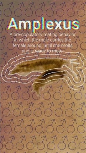 Scud (Amphipod) Amplexus