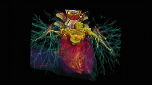 Human Heart Images – Browse 17,673,528 Stock Photos, Vectors, and Video