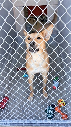 Shelter Dogs Choose Their Owners and You'll Cry #adoptdontshop #rescue #heartwarming