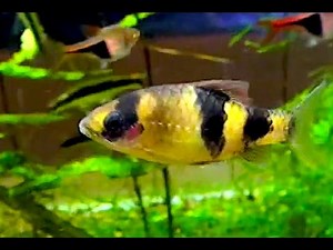 メロンバルブ Melon barb、Banded Barb Haludaria fasciata