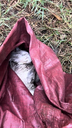 Eren cat (@eren_cat3)’s videos with original sound - Eren cat