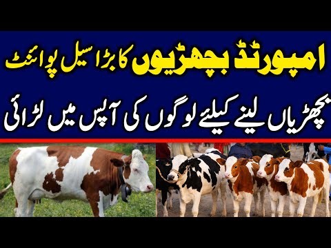 Today Malumor Mandi Latest Update | Heifers For Sale In Punjab | Heifers Fresh Rates | Cow Mandi