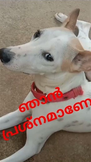 Shortഞാൻ എന്താ ചെയ്യേണ്ടത് viral dog Short # Dogs dialogue#