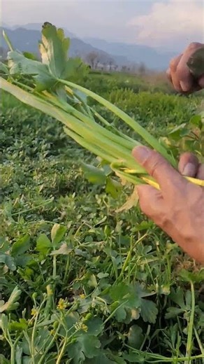 RT 881779 mini rotary tillage and ridging all-in one tree 🌲