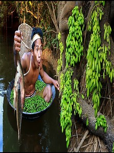 survival in jungle Find Fruits are food Meet of coconuts & bananas & fishing to cook delicious | Super Chef