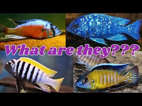 How to identify African Cichlids