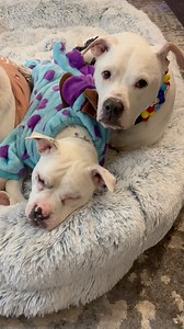 100K views · 8.3K reactions | Having Four Deaf/Deafblind Dogs isn’t always easy, but it’s worth every moment of effort. A bond like no other. #reels #dogstagram #dogsofinstagram #doglife #deafdogsrock #deafdogsofinstagram #rescuedogsofinstagram #foryourpage | Cole the Deaf Dog- The Team Cole Project | Facebook