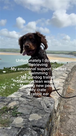 All things Bo loves ❤️ #gundogtraining #workingsdog #cockerspaniel #unfortunatelyidolove