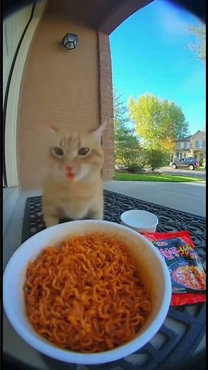 Funny Animal Fails 2024 😂 Try Not To Laugh Challenge! | Hilarious Pet Bloopers Compilation