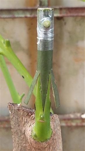 grafting mango technique #bonsai #plants #fruittrees #shorts #part1011