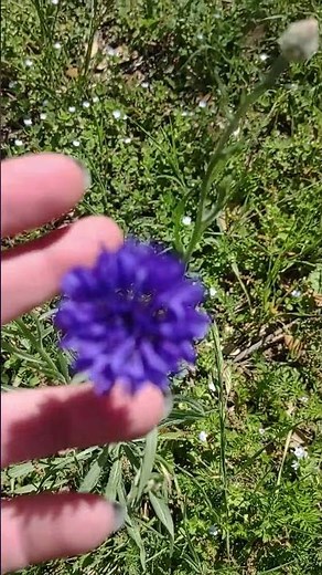 Centaurea cyanus aka Bachelor's Buttons