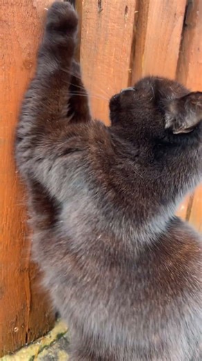 Cat scratching On demand