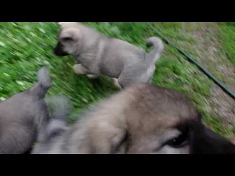Norwegian Elkhound Puppies at 7 Weeks Playing