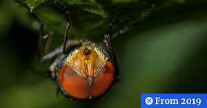 Mystery solved: How flies land upside down