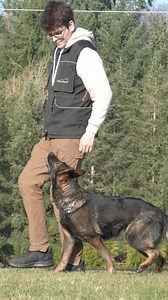 5.9K views · 224 reactions | Swift & Ultra Fast Obedience with Daya! #germanshepherd #k9 #dogtraining #gsd | Kraftwork K9 Pro German Shepherds | Facebook