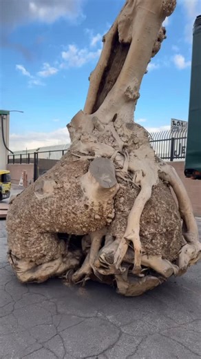 Some logs don’t need to be milled. This Maple Cluster is a perfect example of a natural work of art all on its own. | GL Veneer, Inc.