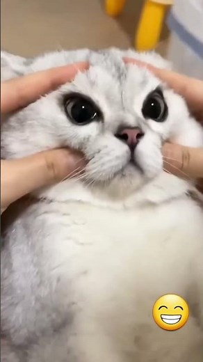 Top 5 Funniest Cat Moments 😹🐱 | You Won’t Stop Laughing! #Shorts