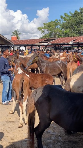 Berbagai macam dan jenis kuda berkumpul disini surganya pecinta kuda