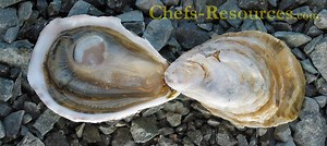 Stellar Bay Oysters - Chefs Resources